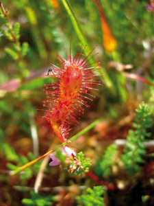 Sundew found on Bog Road, Connemara